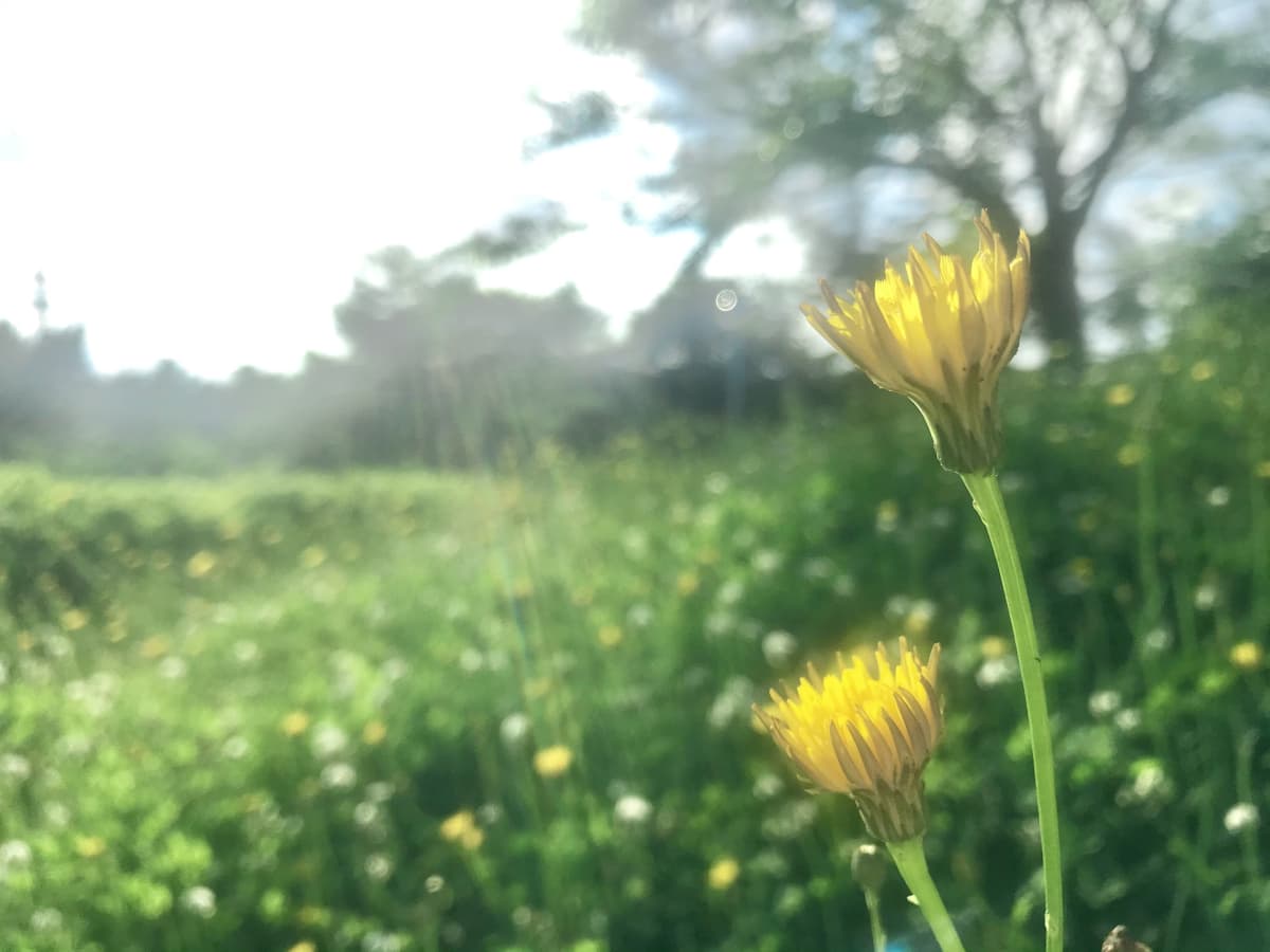 お花